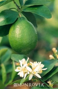 2475-bearss-seedless-lime-close-up